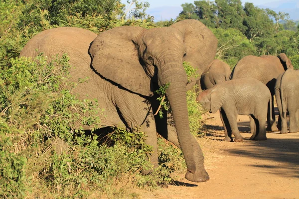 Elephant african — Stock Photo, Image