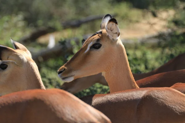 Impala — Stock Photo, Image