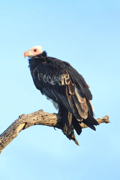 Abutre Kruger National Park — Fotografia de Stock