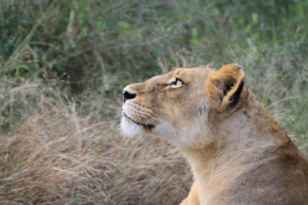 Lion - Löwe — Stockfoto