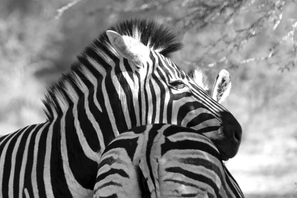 Zebra — Stock Photo, Image