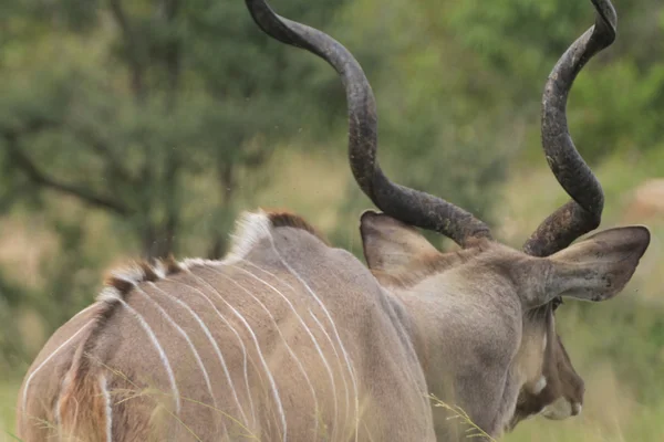 Kudu Kruger Nationalpark — Stock Photo, Image