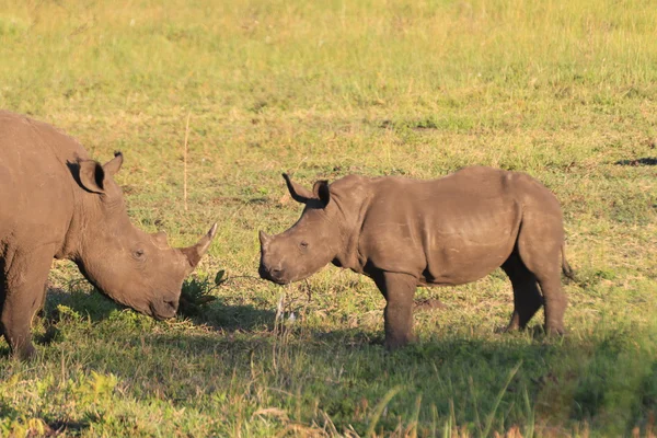 Nashorn weiß schwarz — Stockfoto