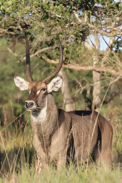 Waterbuck Kruger Nationalpark — Stock Photo, Image