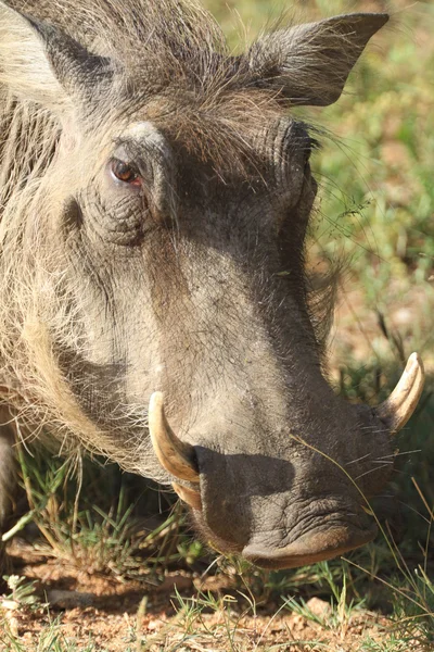Jabalí (cerdo) ) —  Fotos de Stock