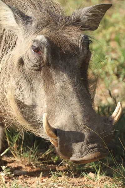 Wild zwijn (varken) — Stockfoto