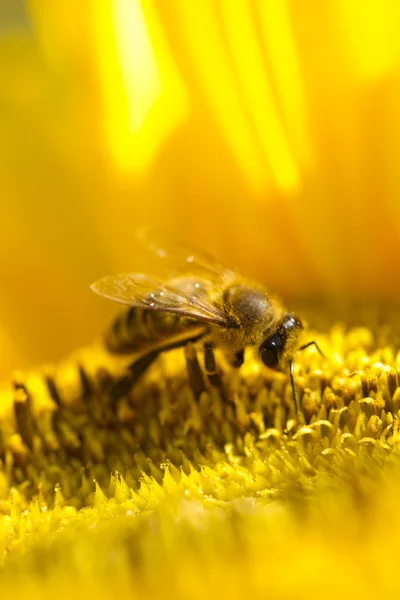 Słonecznik Pszczoła Obrazek Stockowy
