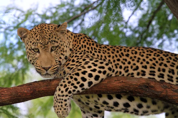 Leopard Stockfoto