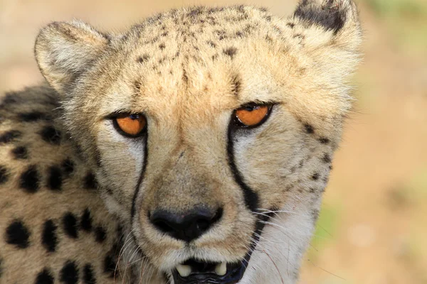 Cheetah - Gepard Stock Picture