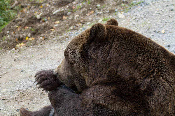 Медведь - Медведь — стоковое фото
