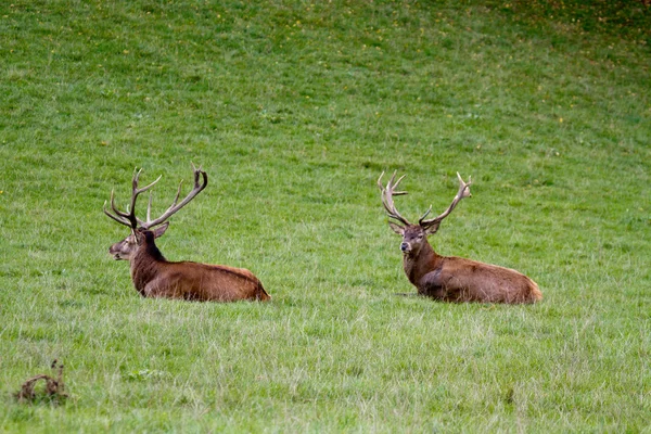 Rehe - szarvas — Stock Fotó