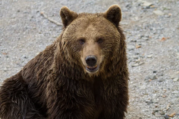 Bear - Bär — Stock fotografie