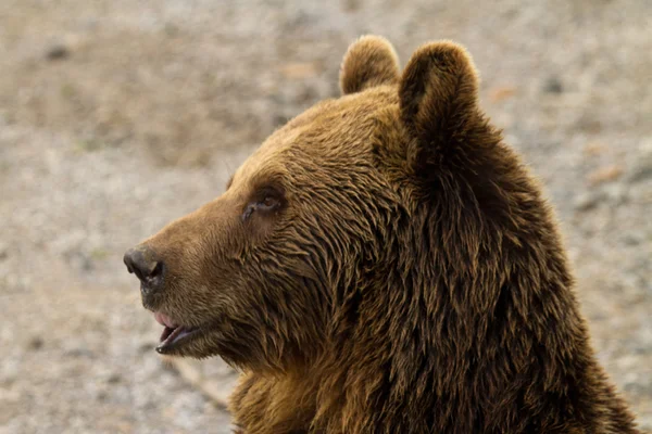 Bear - Bär — ストック写真