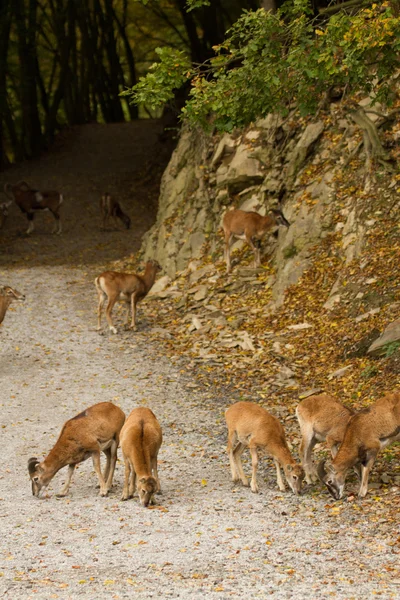 Rehe - deer — Stock Photo, Image