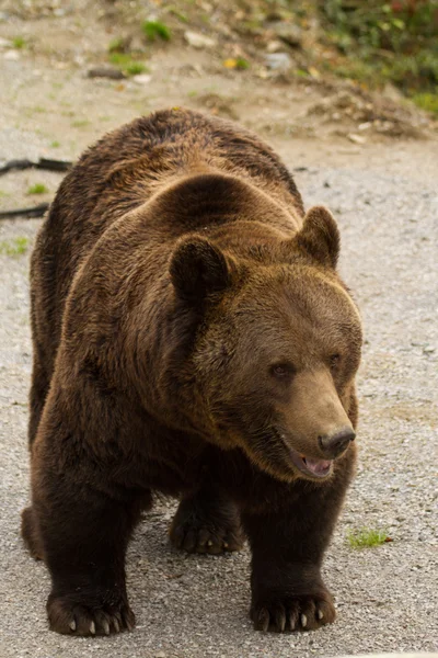 Bear - Bär — Zdjęcie stockowe