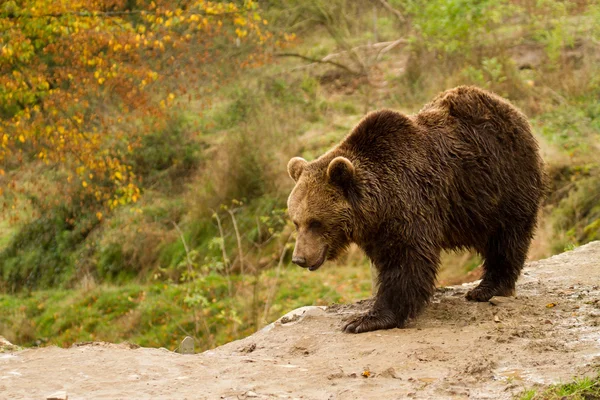 Медведь - Медведь — стоковое фото