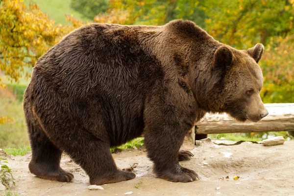 Bear - Bär Obrazy Stockowe bez tantiem