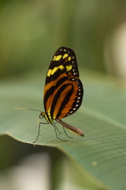 Kelebek