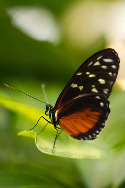 Motyl — Zdjęcie stockowe