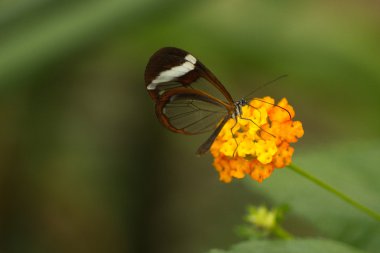 Kelebek
