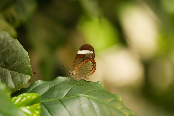 Mariposa. —  Fotos de Stock