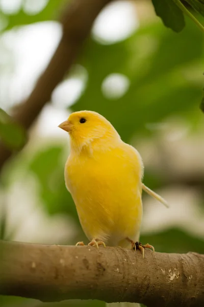 Pájaro — Foto de Stock