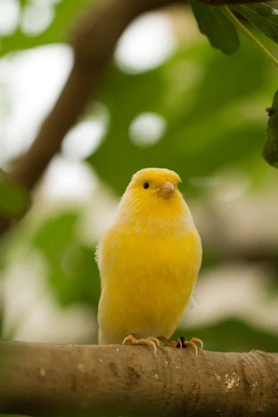 Pájaro — Foto de Stock