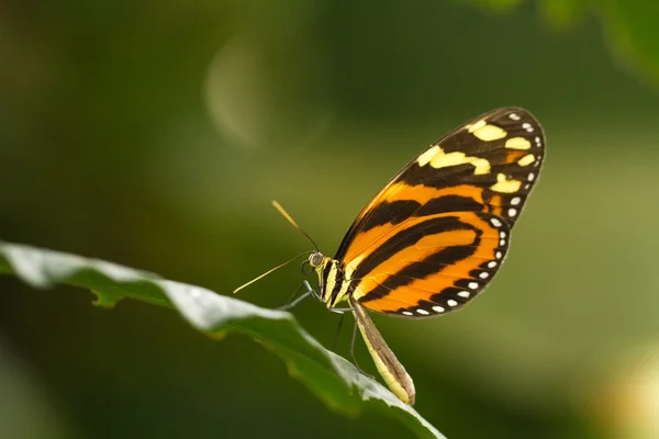 Butterfly — Stock Photo, Image