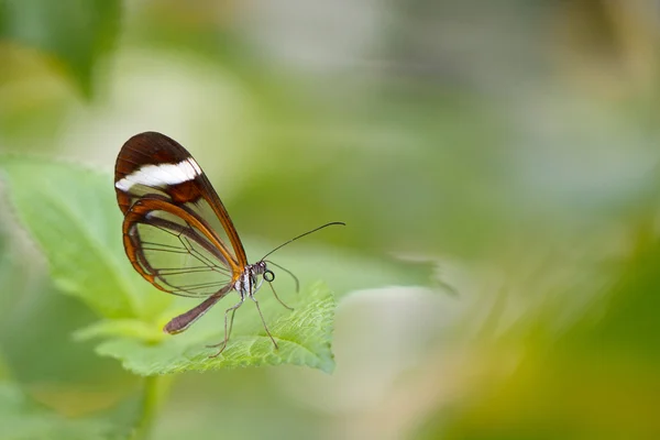 Motyl — Zdjęcie stockowe