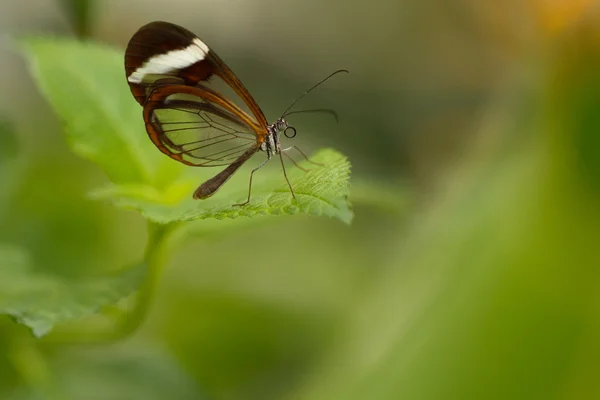 Borboleta — Fotografia de Stock