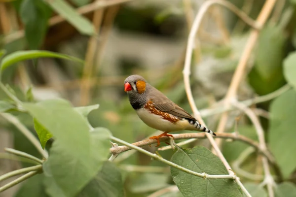 Bird — Stock Photo, Image