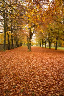 sonbahar yaprakları - herbstlaub