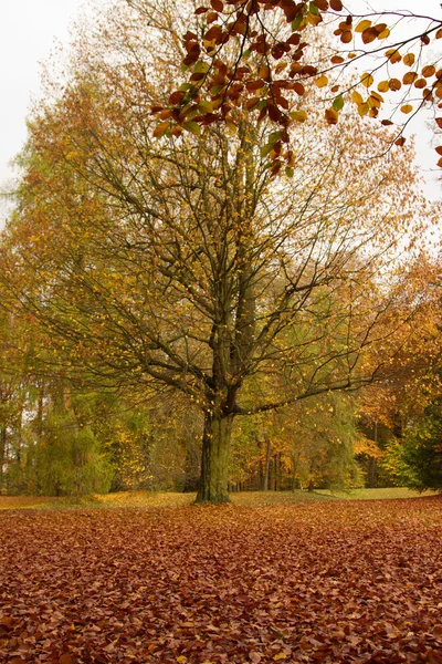 Podzimní listí - herbstlaub — Stock fotografie