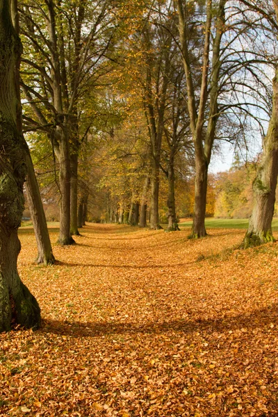 Осень - Herbstlaub — стоковое фото