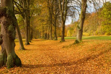 sonbahar yaprakları - herbstlaub