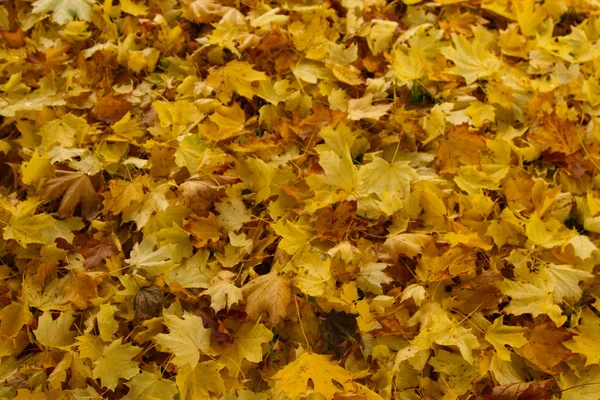 Folhas de outono - Herbstlaub — Fotografia de Stock