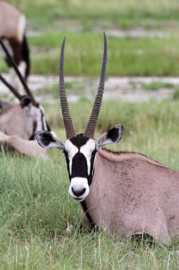 waterbuck, Namibya