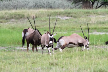 waterbuck, Namibya