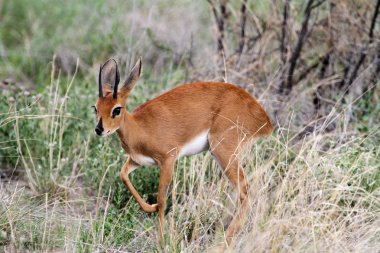 ortak duiker