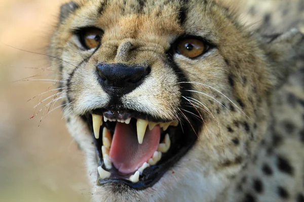 Cheetah - Gepard — Stockfoto