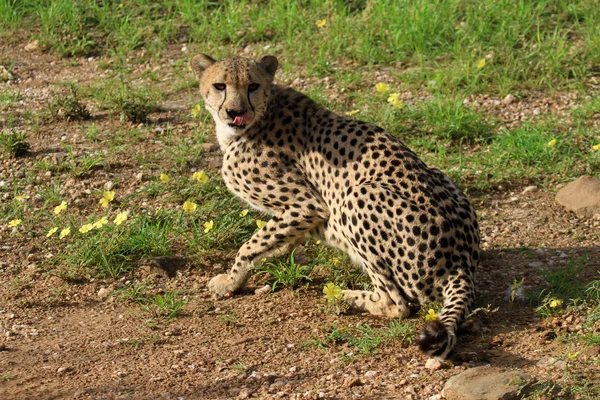 Cheetah - Gepard — Stockfoto