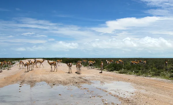 エトーシャ国立公園ナミビアを砂漠します。 — ストック写真