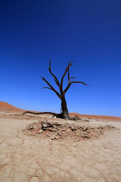 Deșert — Fotografie, imagine de stoc