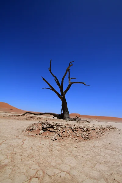 Woestijn — Stockfoto