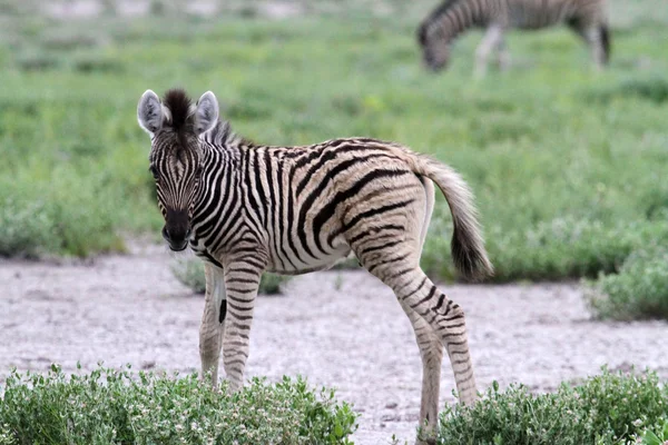Small Zebra — Stock Photo, Image