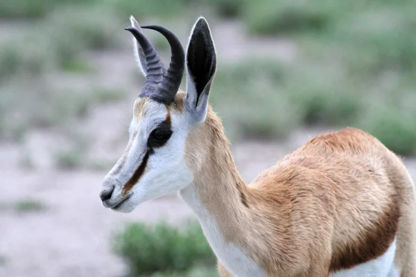 Impala thomson gazelle — Stock Photo, Image