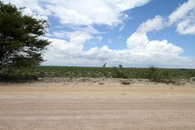 etkin nationalpark Namibya çöl