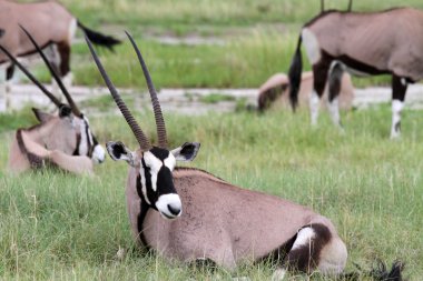 waterbuck, Namibya