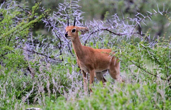 Common duiker — Stock Photo, Image