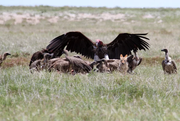 Jackal Vulture — Stock Photo, Image